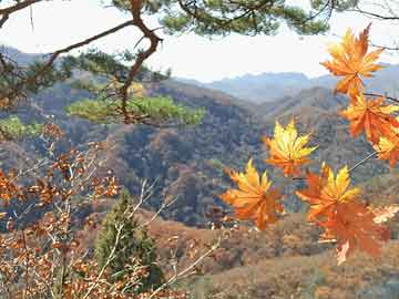 打胎药可以从哪里购买城南医院有没有打胎药（城南医院有哪些科室）